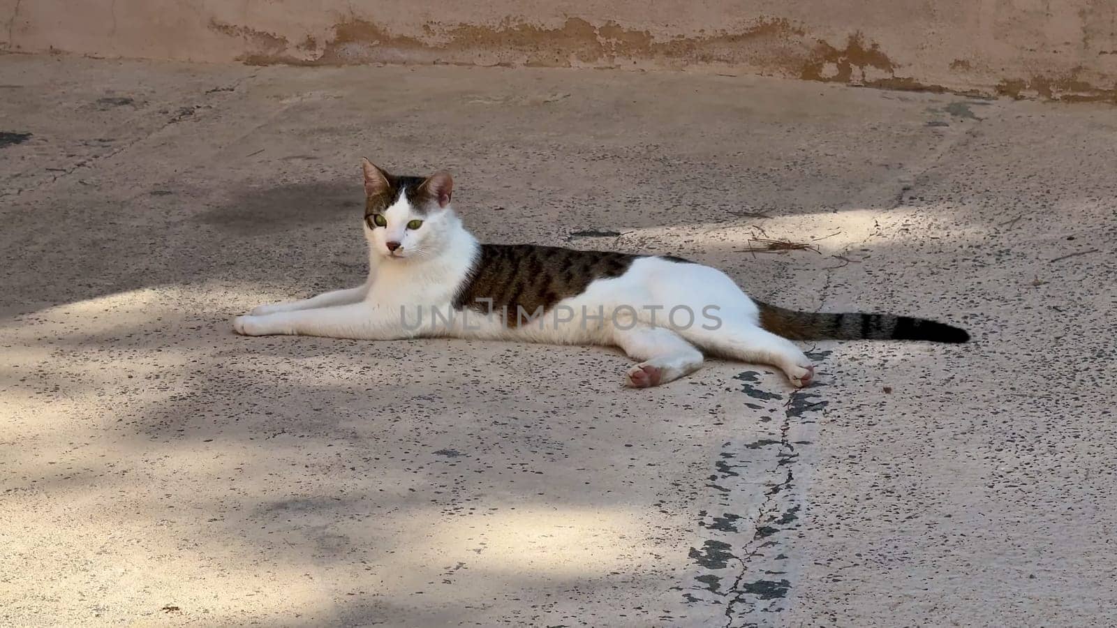 A serene cat happily enjoying a warm sunny day while leisurely lounging on a smooth concrete surface outside