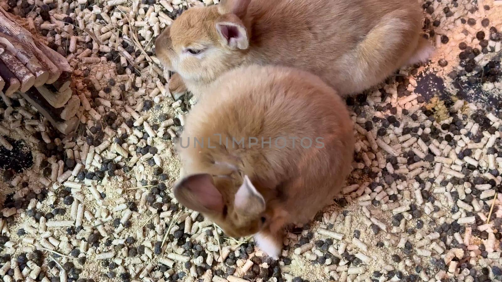 Two incredibly adorable baby rabbits are nestled together, resting comfortably in their cozy bedding material