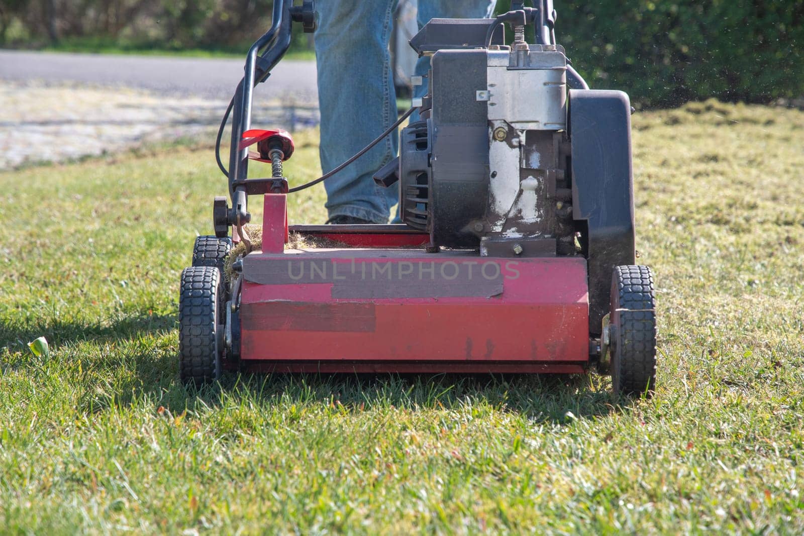 Professional gardener regularly clears the lawn of moss and tall grass with a gasoline-powered scarifier, and combs it to provide it with air for further growth after the winter,