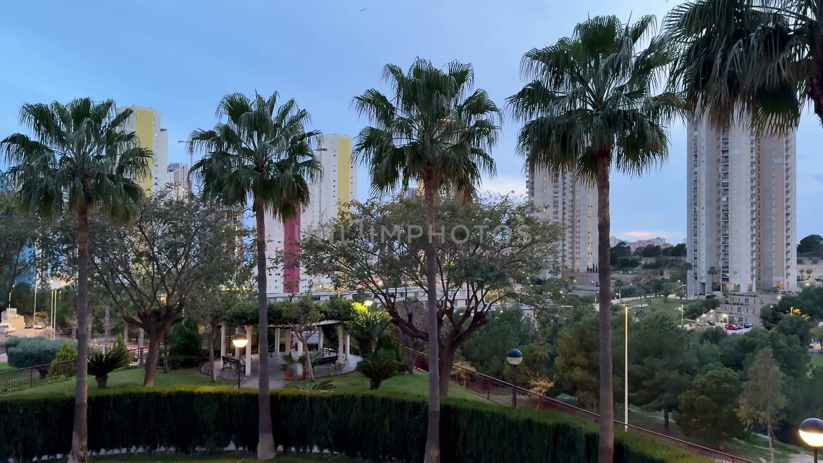 A striking view of palm trees against city highrises, blending nature with urban design seamlessly