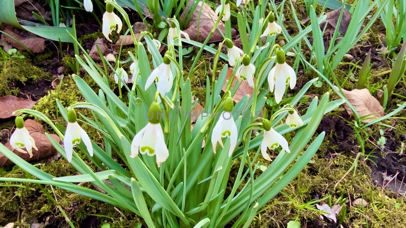 In a serene garden, beautiful white snowdrops bloom gracefully among the lush green foliage surrounding them