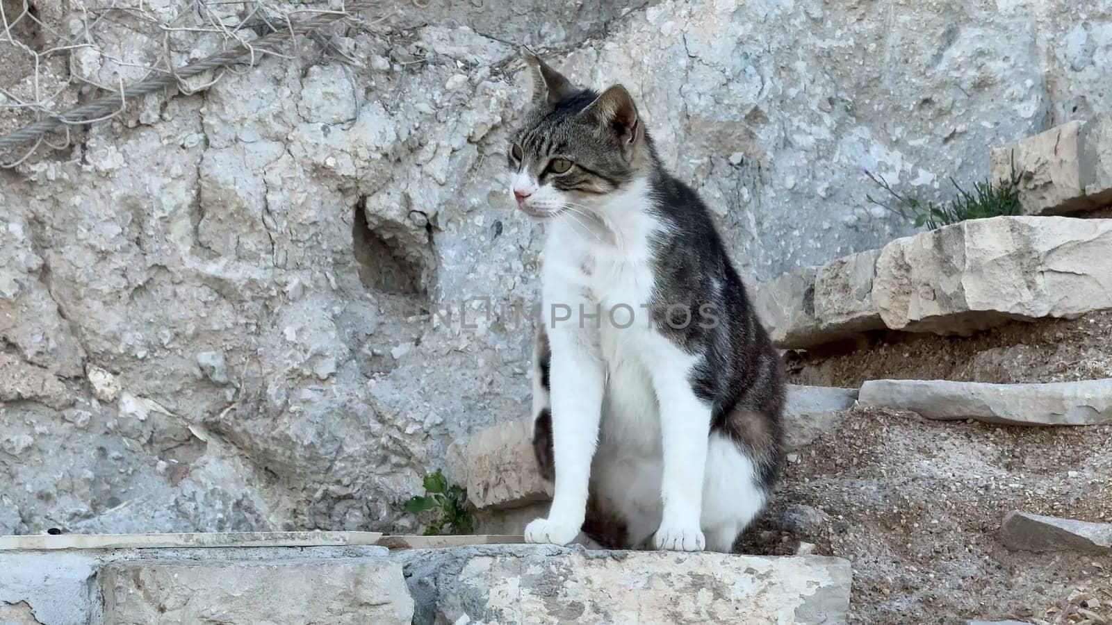 A peaceful cat sits on rocky steps, surrounded by a natural backdrop. Perfect for nature and animal lovers.