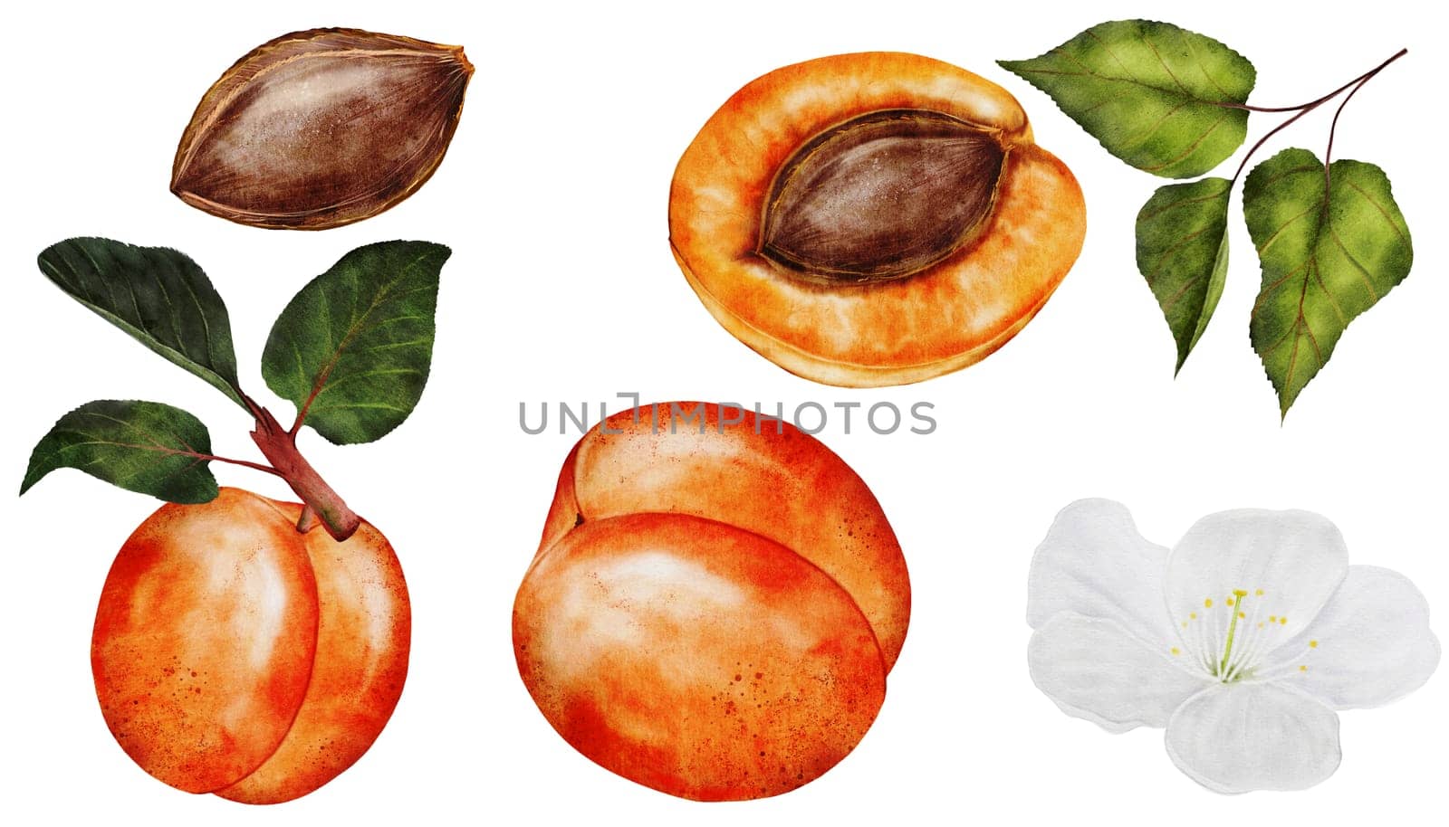 Apricot watercolor big set. Juicy realistic set hand drawing of ripe fruit. Clip art on isolated white background. Ideal for logo, tags, stickers for natural food and cosmetics stores. High quality photo