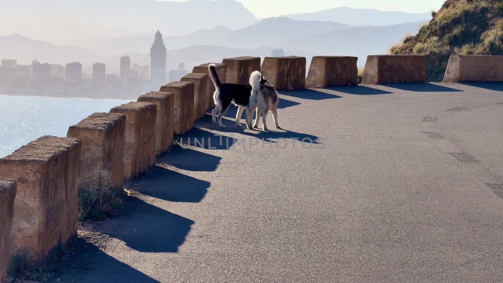 Two adventurous dogs are happily exploring a scenic coastal roadway that offers breathtaking urban and mountain views