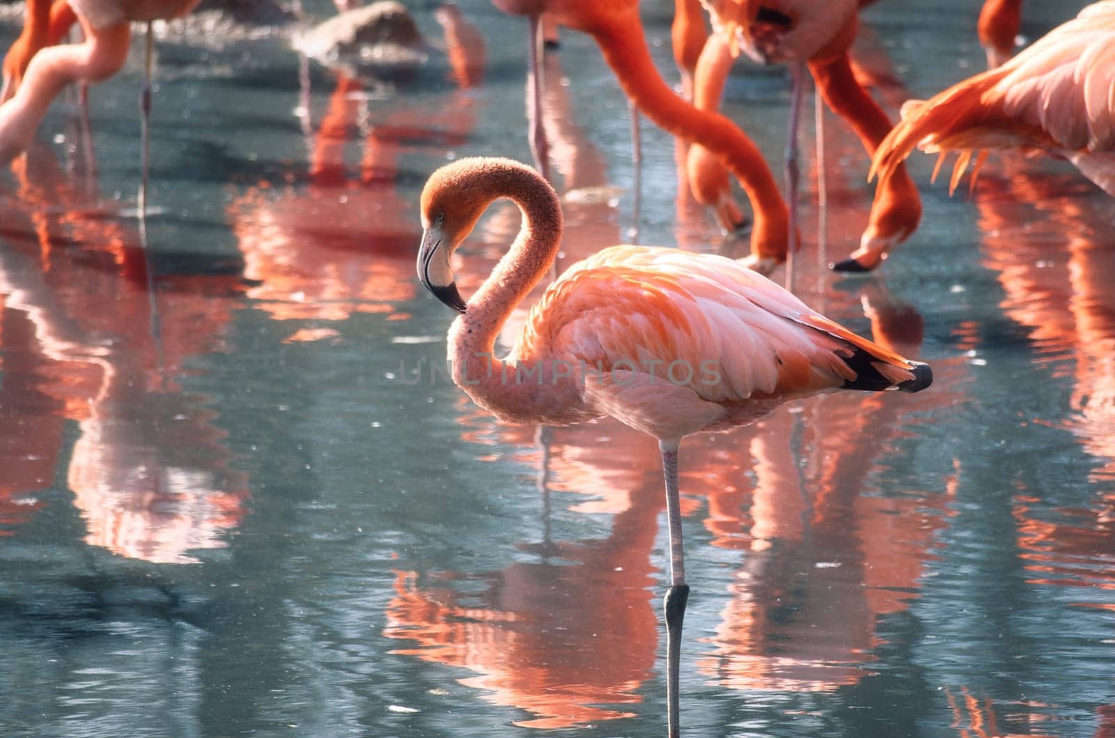 Flamingos standing in the water, looking for food. Bright orange color of the plumage and graceful legs give the image elegance and charisma