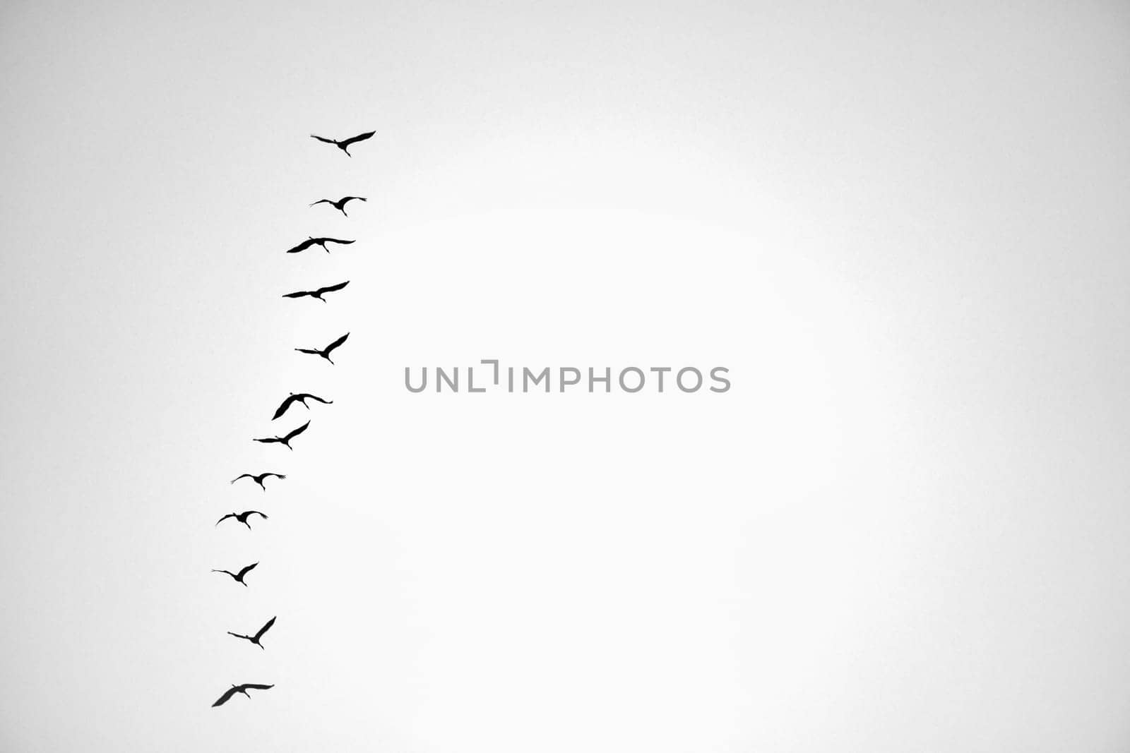 Cranes fly one after the other in the sky. Migratory birds passing through. Natural spectacle from nature