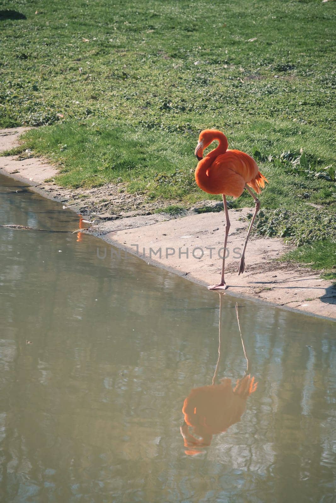 A flamingo stands in front of water, surrounded by green grass. Its bright orange color and graceful legs lend the picture elegance and charisma