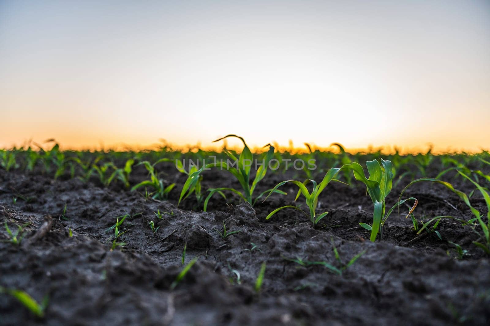 A low-angle view highlights neat rows of young corn plants growing from soft, textured soil at sunset. The image emphasizes emerging green life in farmland.