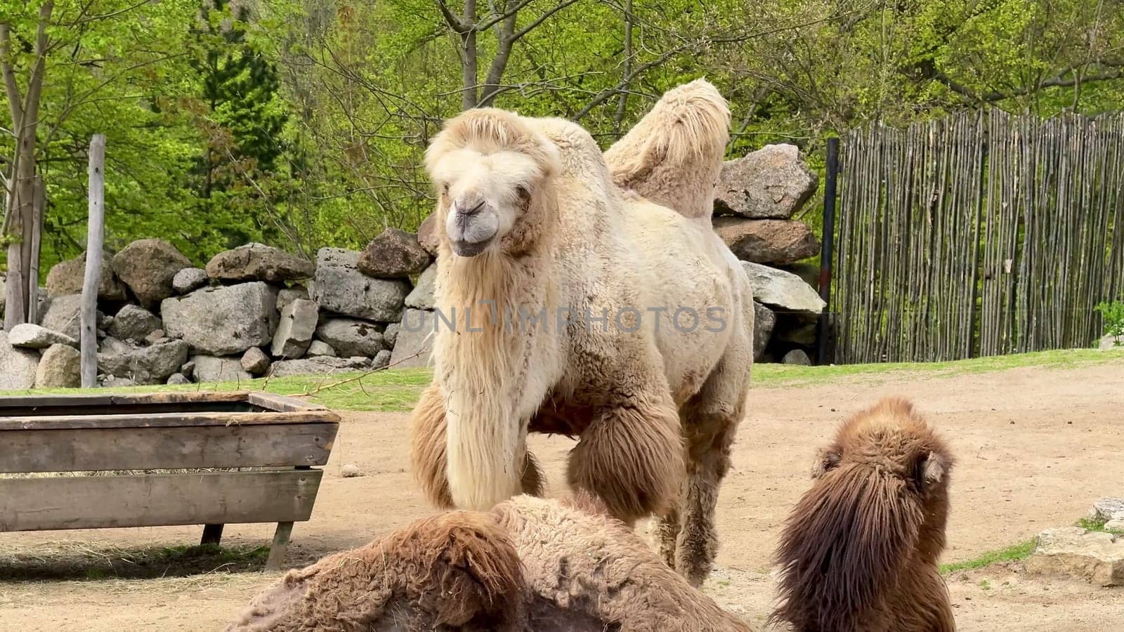 A stunning and captivating display of Bactrian camels grazing amidst a beautifully lush green environment