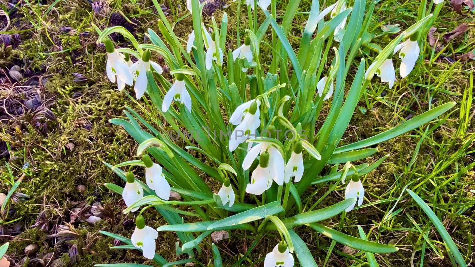 A truly stunning and vibrant display of beautiful snowdrop flowers blooming gracefully in a lush green setting