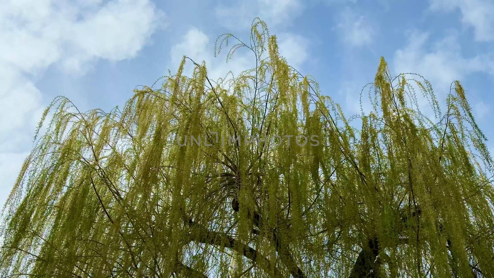 A breathtaking weeping willow tree that showcases its delicate, vibrant green leaves and gracefully hanging branches