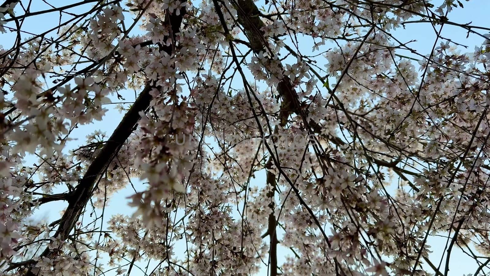 A stunning view of cherry blossoms beautifully framing an expansive serene blue sky on a lovely spring day