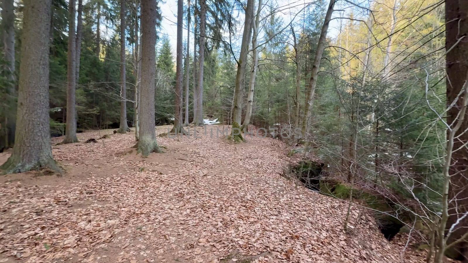 A scenic view of a winding forest path beside a serene stream, beautifully covered in vibrant autumn leaves