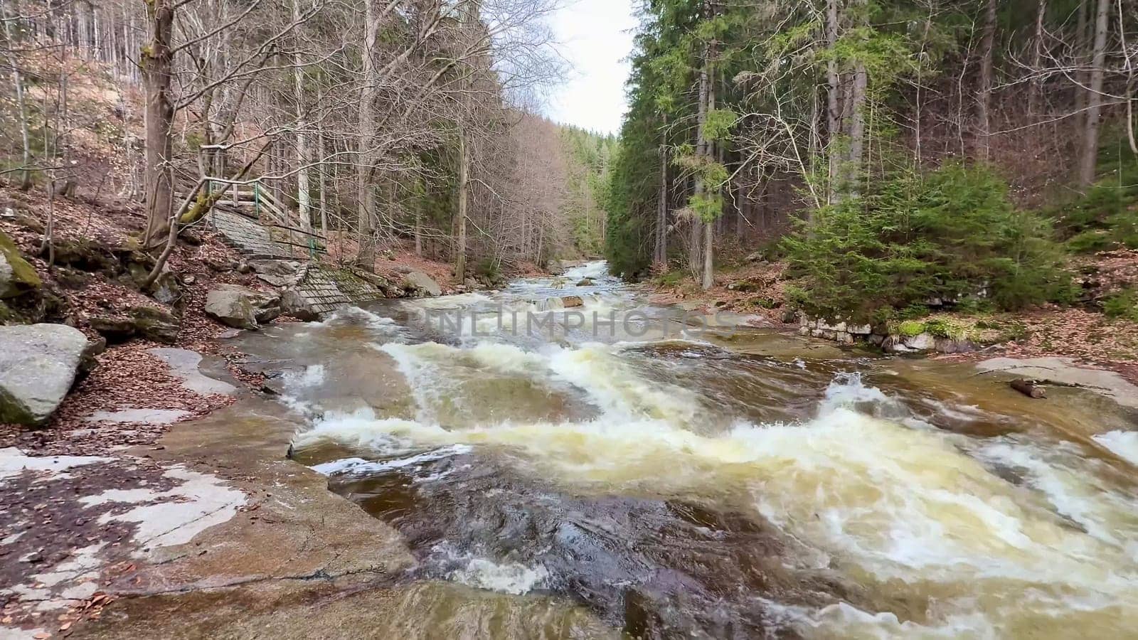 A beautiful river flows through a serene forest, showcasing natures calming and captivating beauty