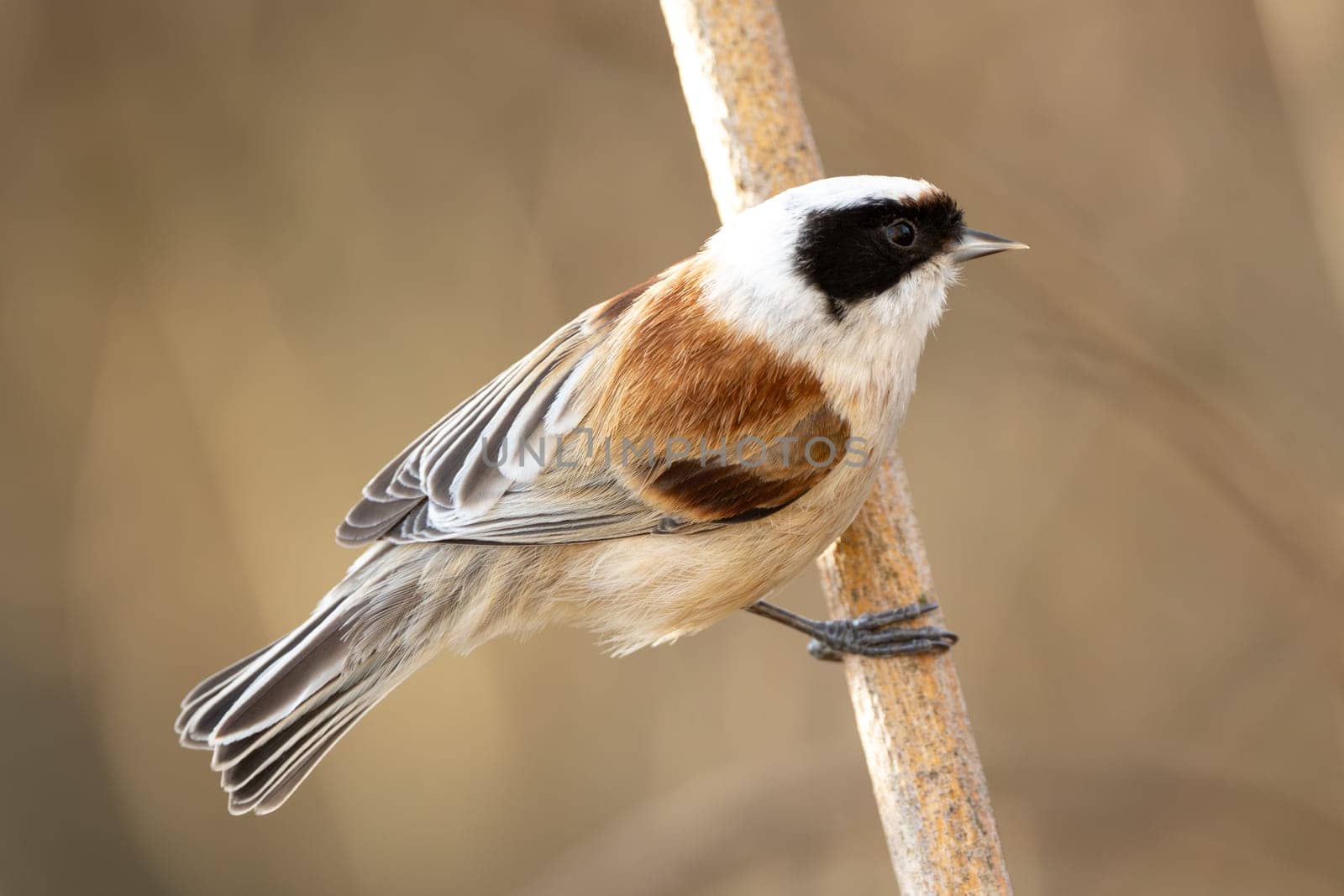 Eurasian Penduline Tit Bird On A Branch