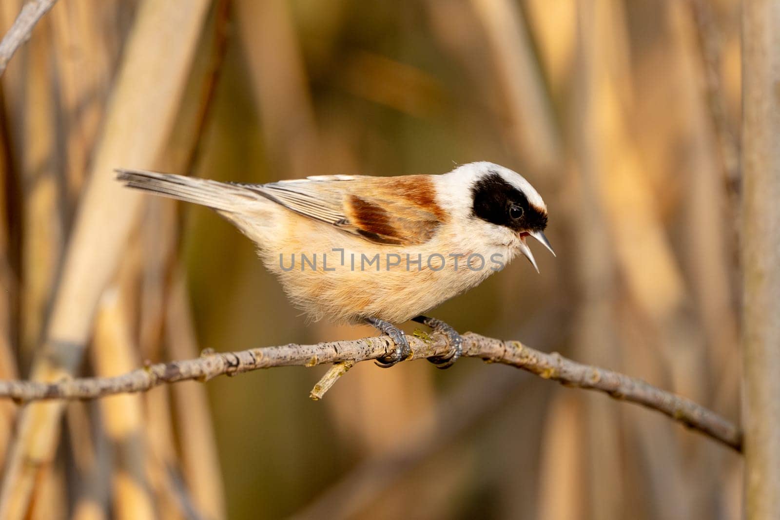 Eurasian Penduline Tit Bird On A Branch