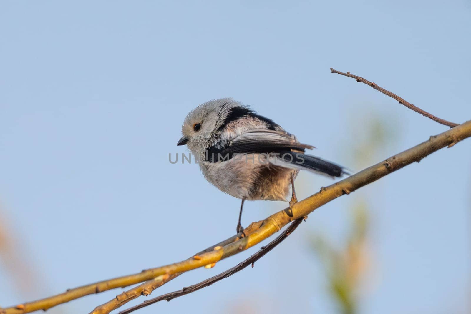 Long-Tailed Tit Sits On A Branch At Sunset