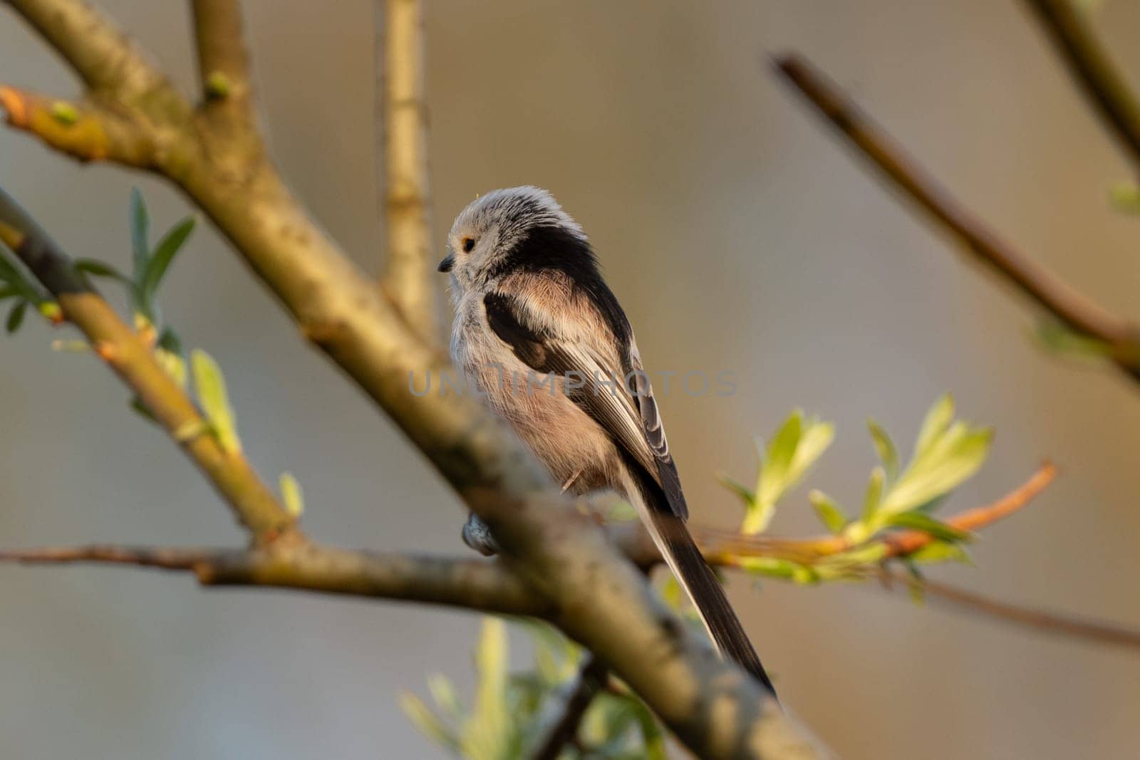 Long-Tailed Tit Sits On A Branch At Sunset