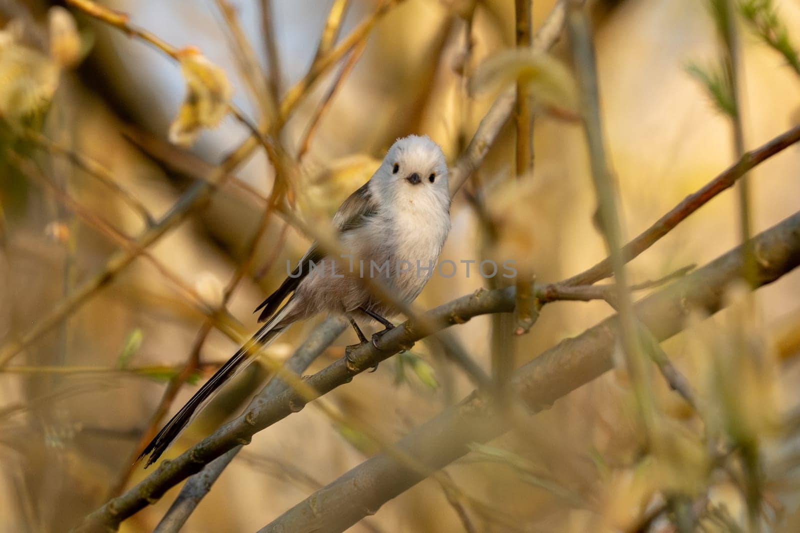 Long-Tailed Tit Sits On A Branch At Sunset