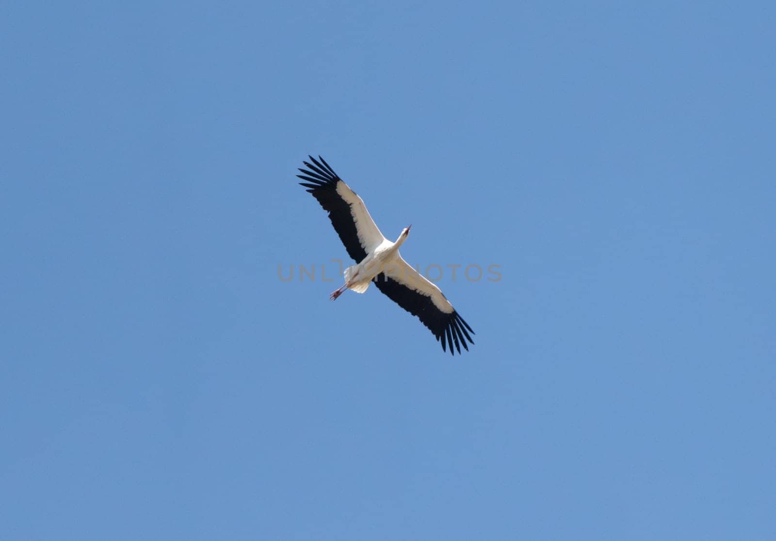 White Stork Flying Bird Against The Sky