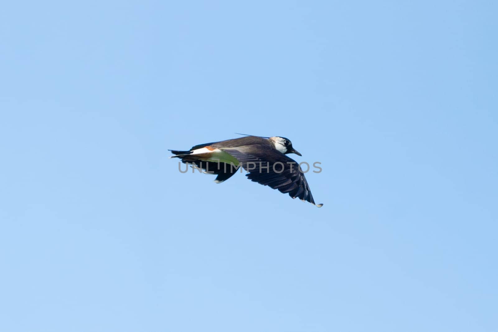 Northern Lapwing Bird In Flight Against The Sky