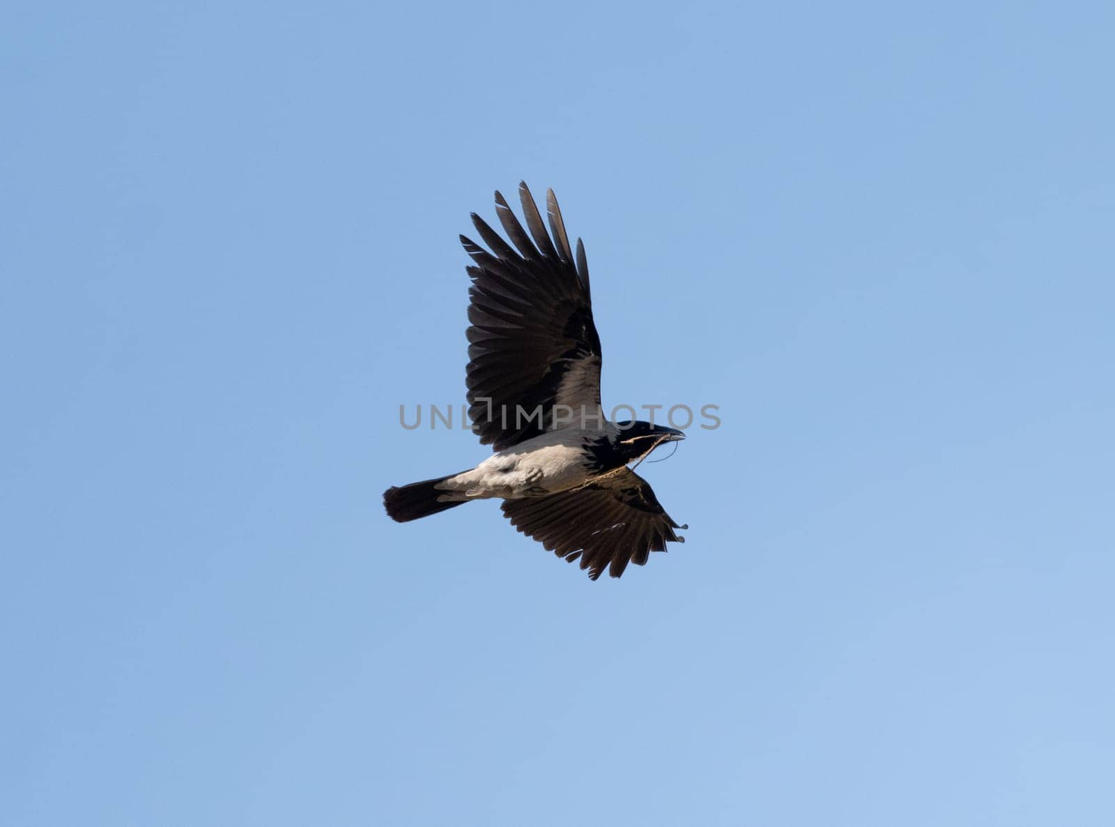Hooded Crow Bird In Flight Against The Sky