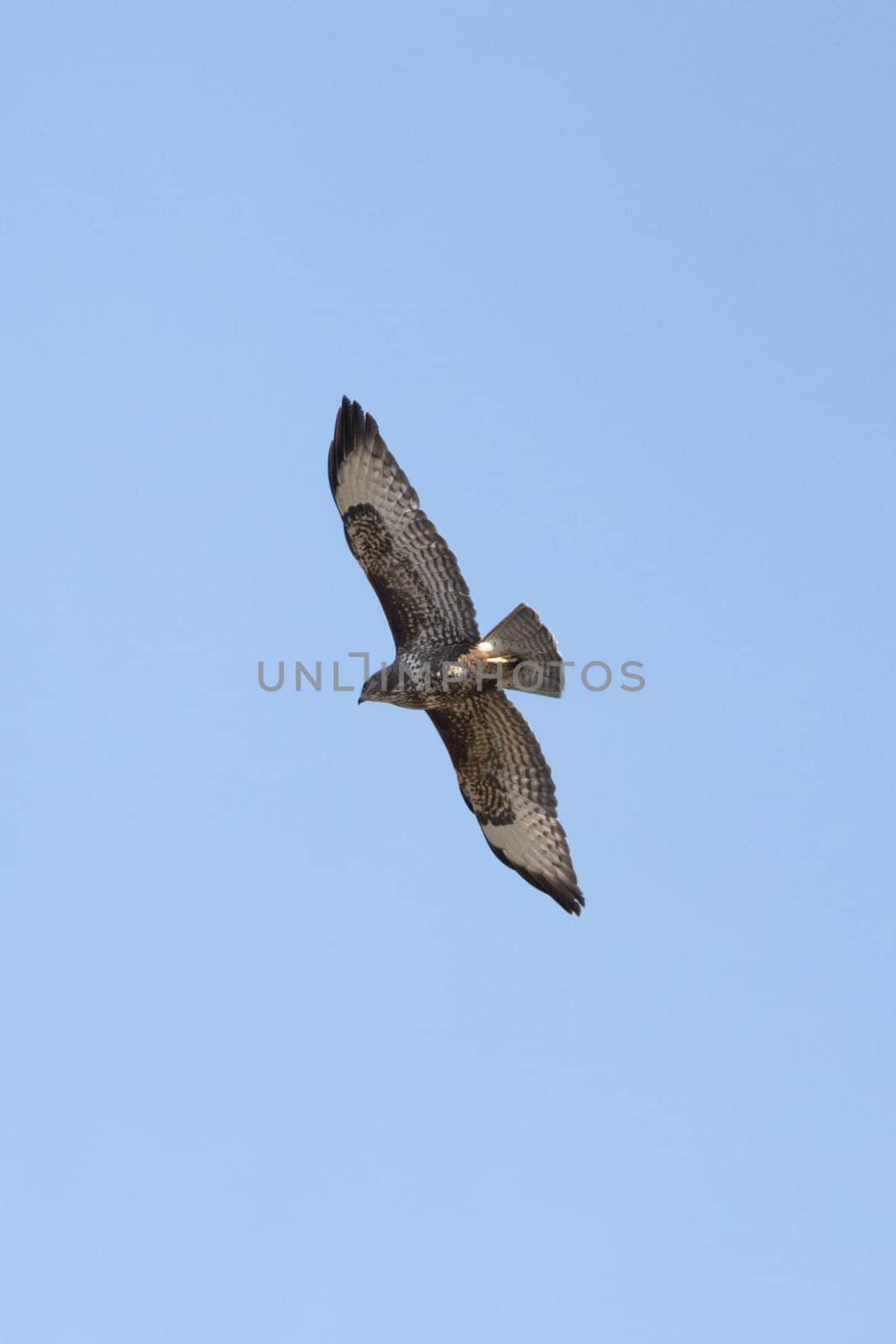 Common Bird In Flight Against The Sky
