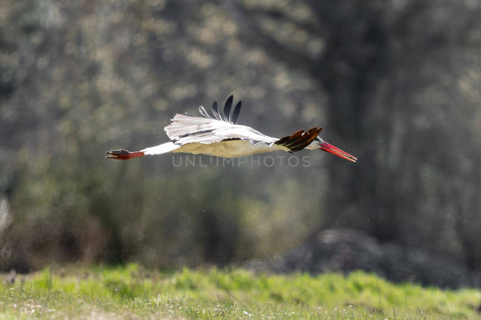 White Stork Bird In Flight Against A Forest Background