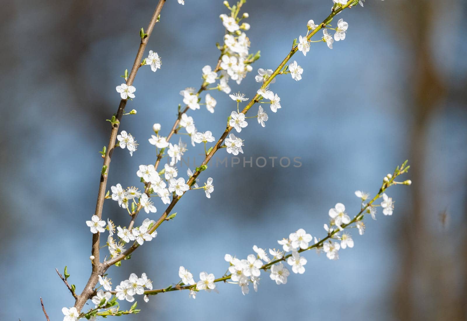 Blossoming Apricot Tree As A Spring Background