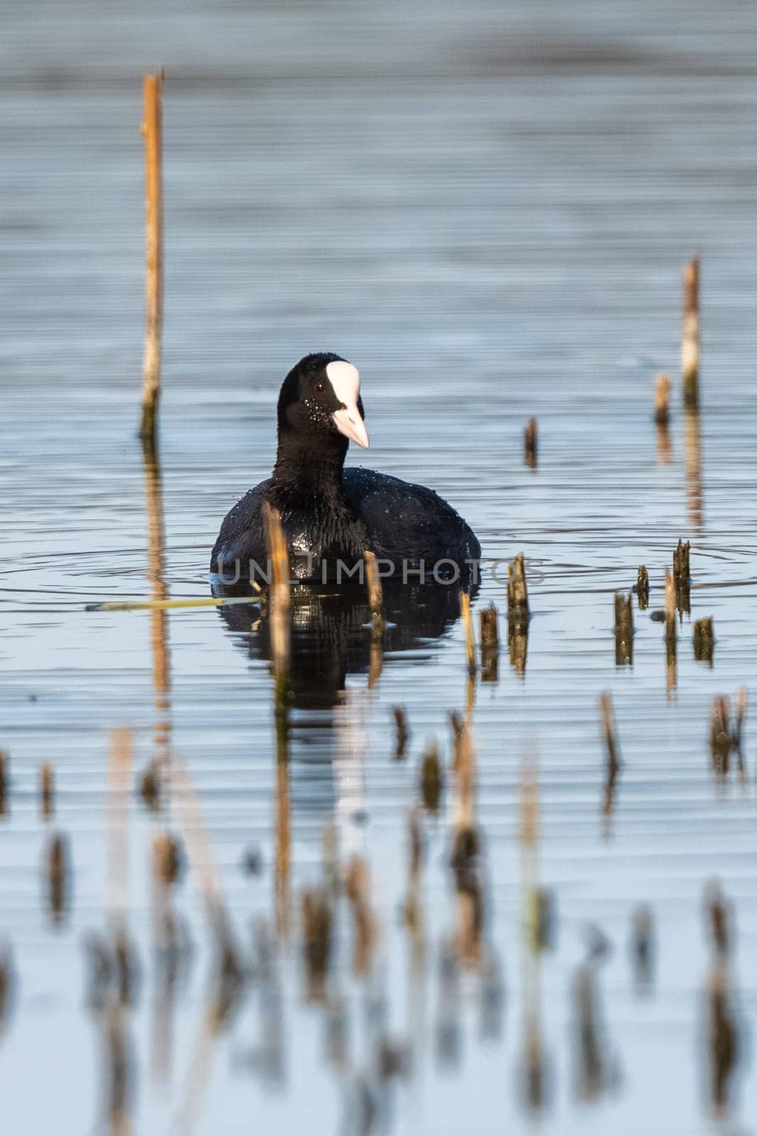 Eurasian Coot Bird In A Forest Lake
