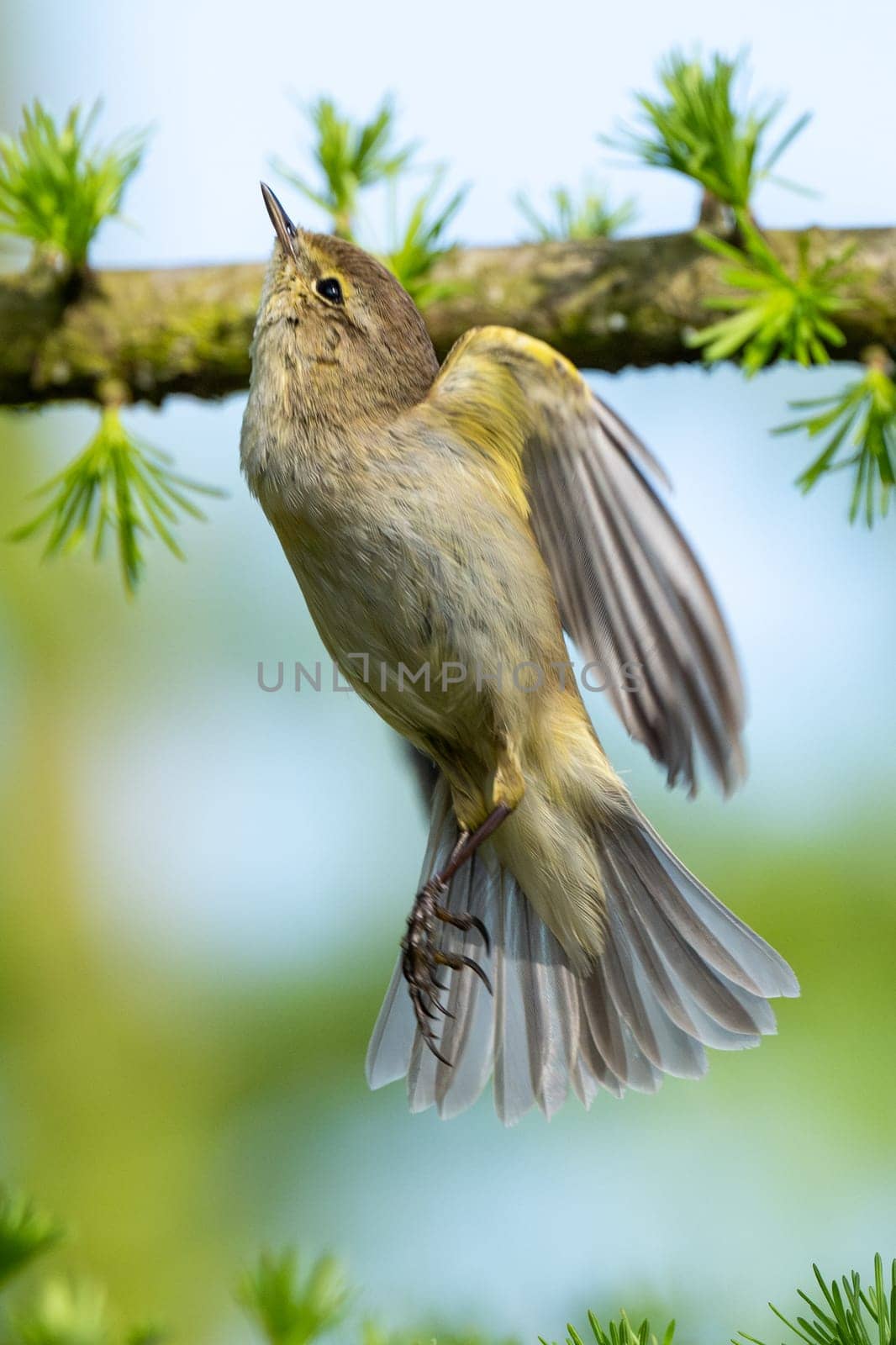 Common Chiffchaff Sitting On Tree Branch Against A Blurred Background