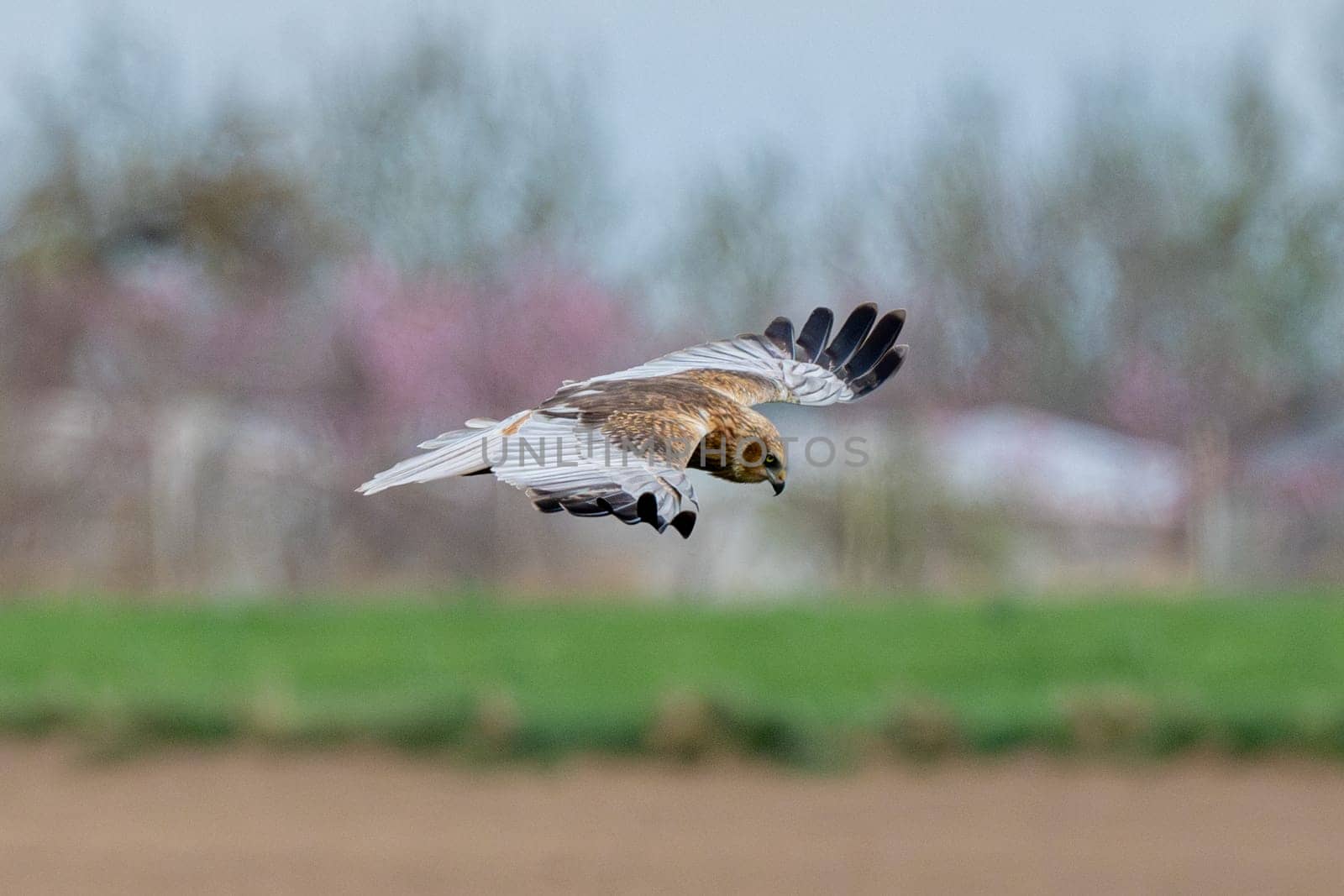 Western Marsh Harrier Bird In Flight Against A Forest Background