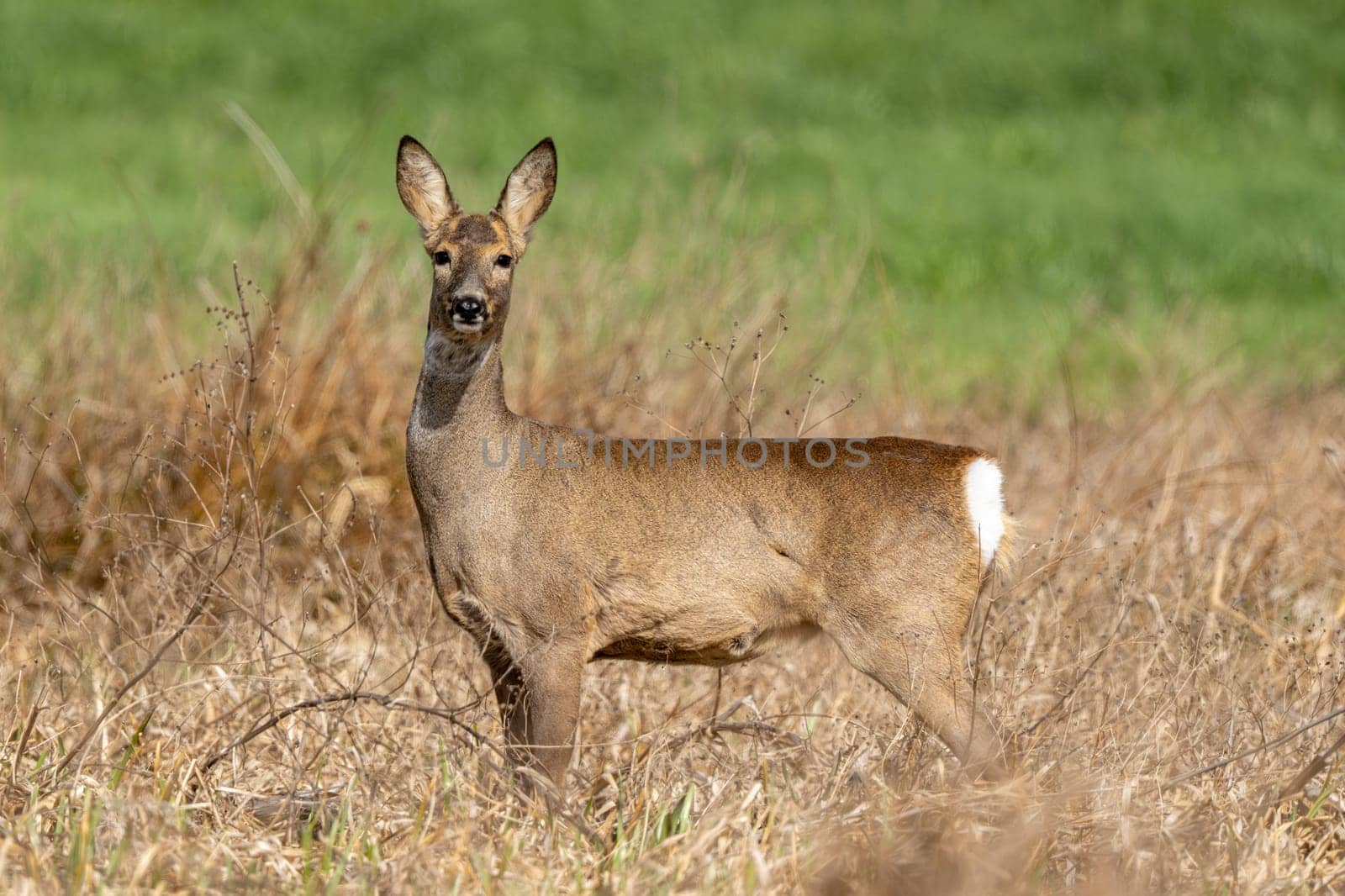 Deer In The Woods And Wildlife Photography