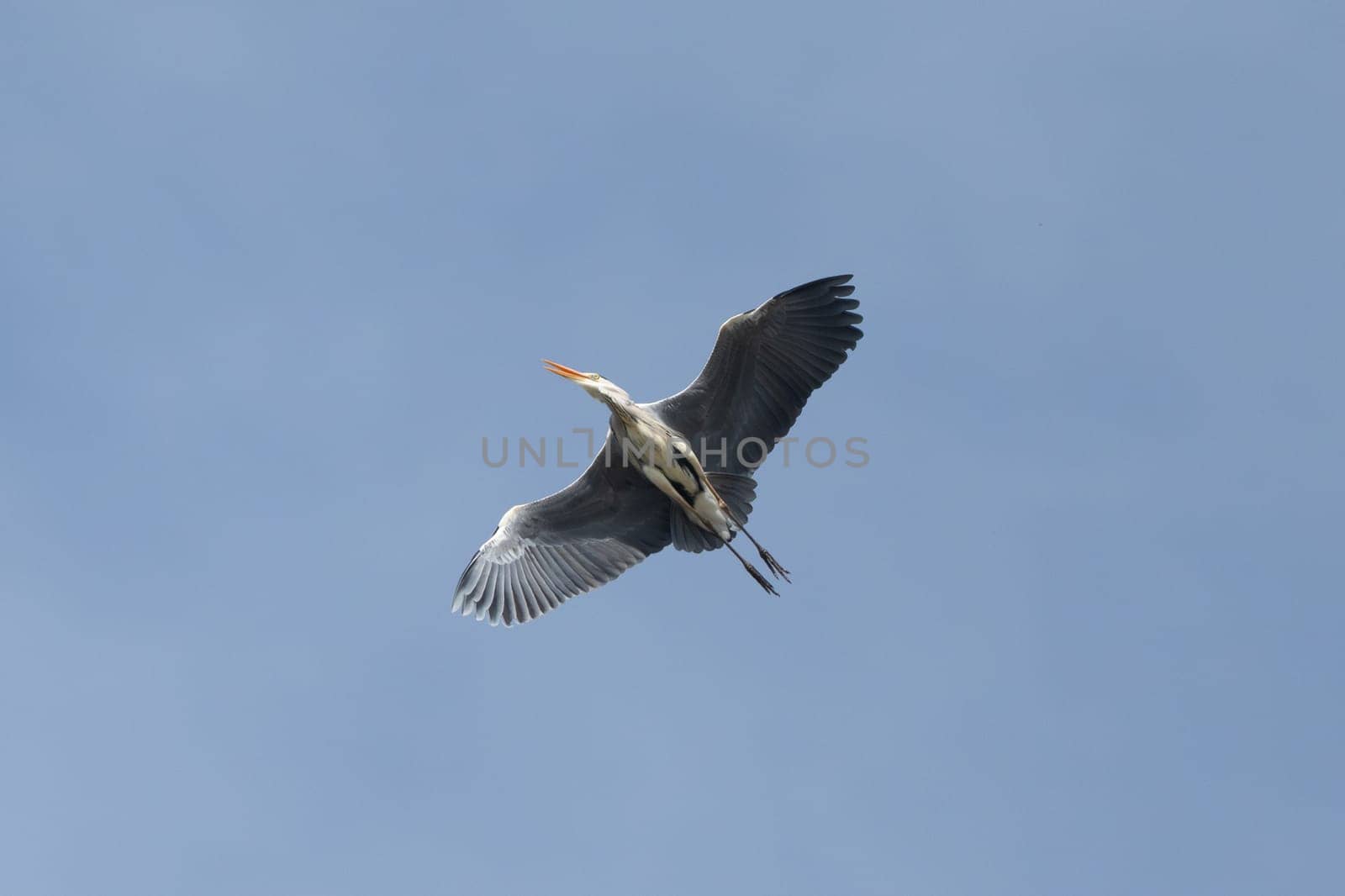 Grey Heron Bird In Flight Wildlife Photography