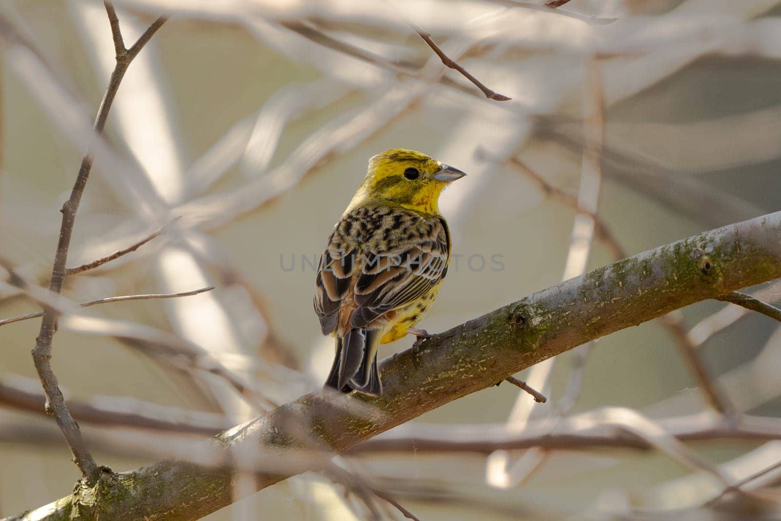 Yellowhammer Bird On Branch Wildlife Photograph