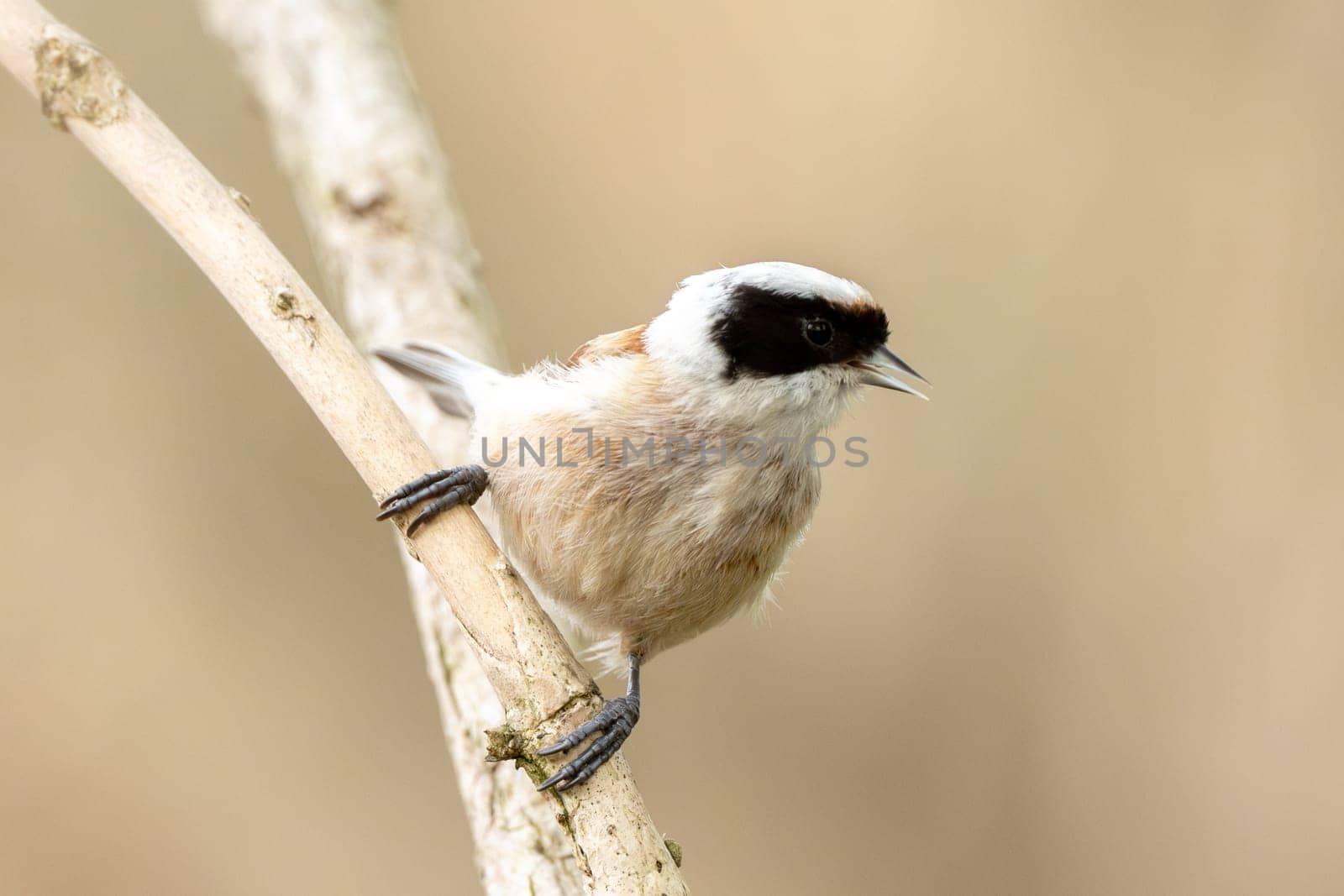 Remiz Bird On A Branch Photography Of Wild Nature