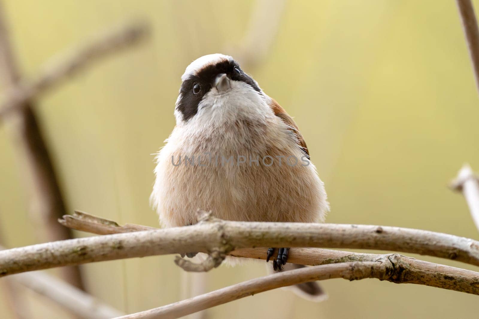 Remiz Bird On A Branch Photography Of Wild Nature