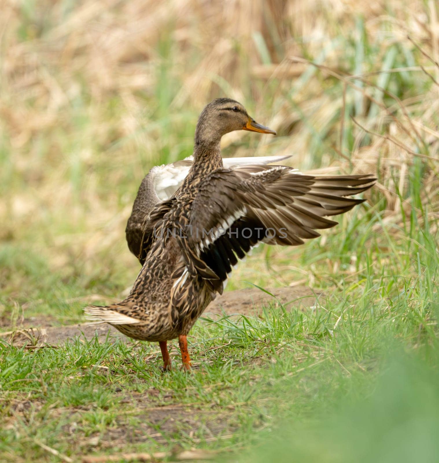 Mallard Bird In The Forest And Wildlife Photography