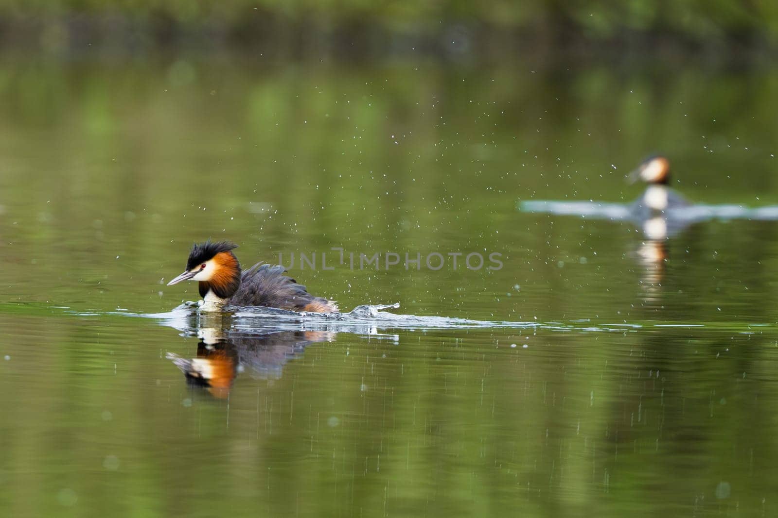 Two Great Crested Grebe Birds In A Forest Lake