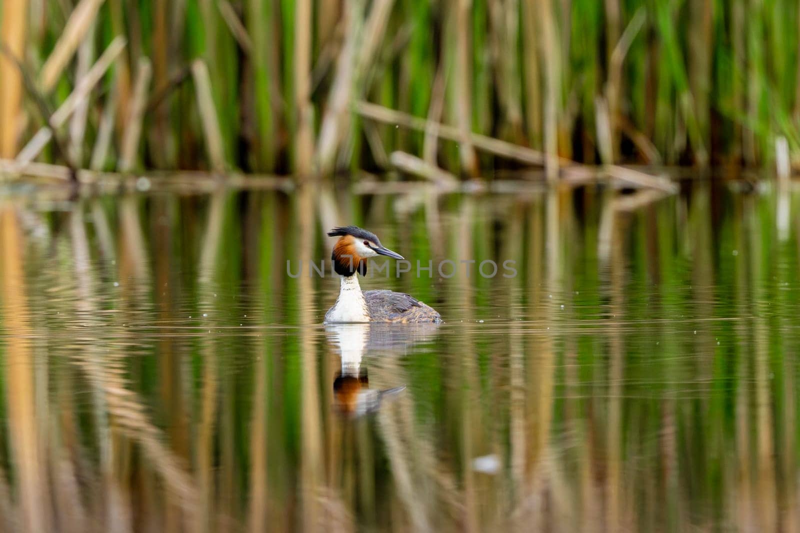 Great Crested Grebe Bird In A Forest Lake
