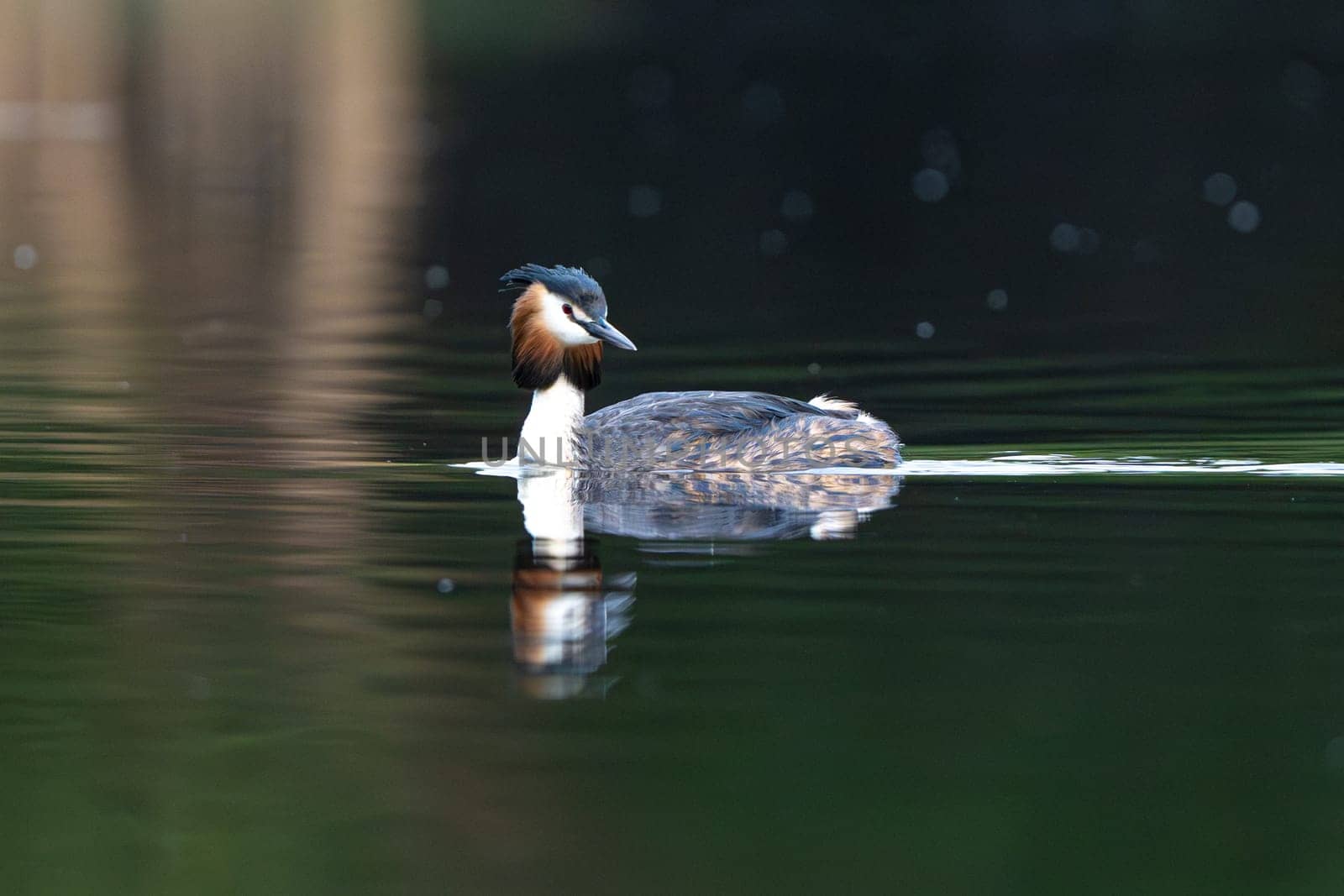 Great Crested Grebe Bird In A Forest Lake