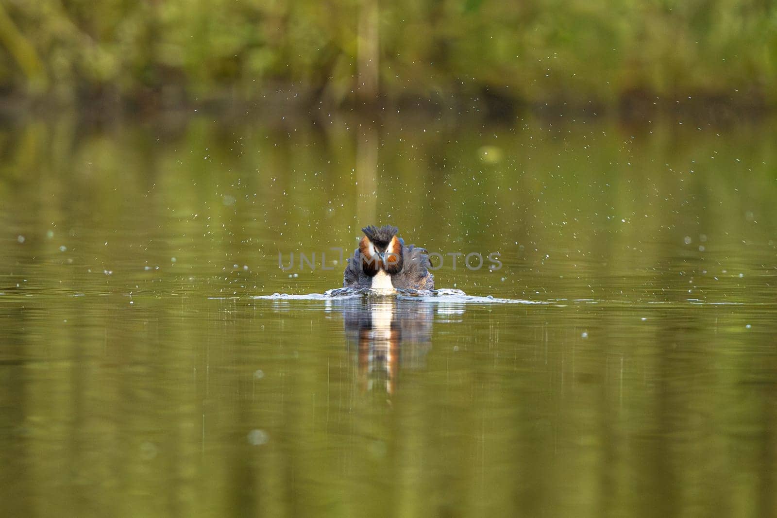 Great Crested Grebe Bird In A Forest Lake