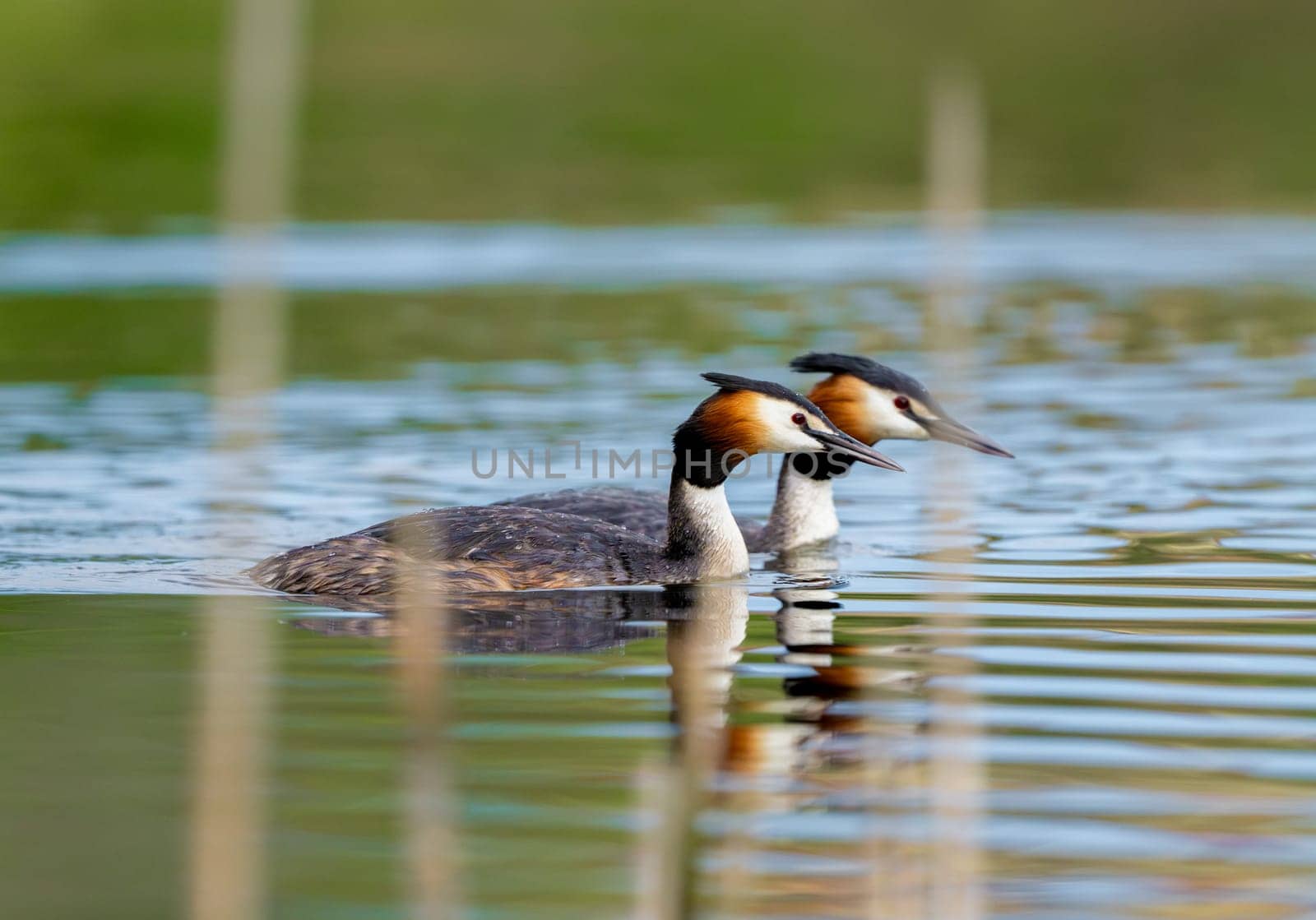 Two Great Crested Grebe Birds In A Forest Lake