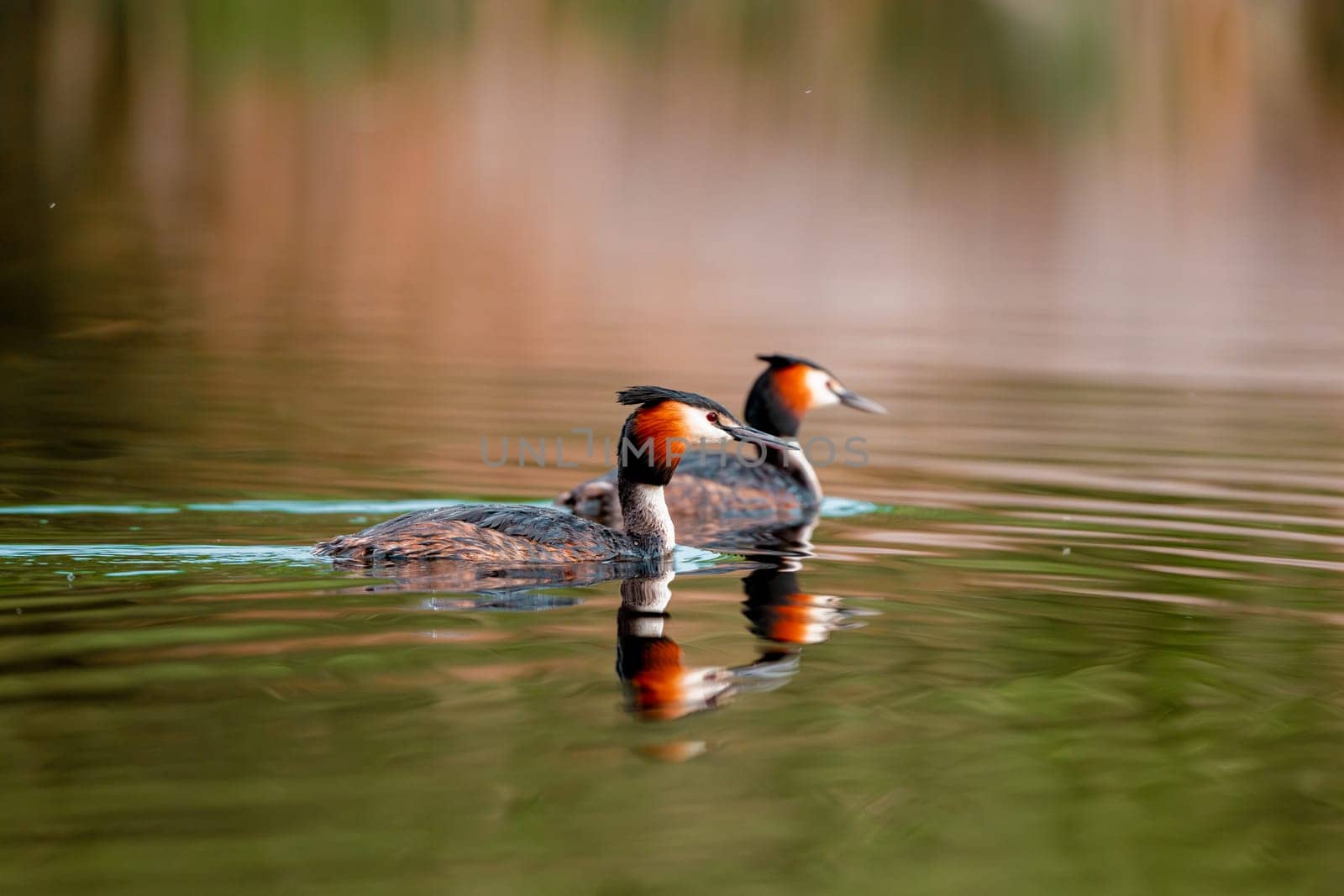 Two Great Crested Grebe Birds In A Forest Lake
