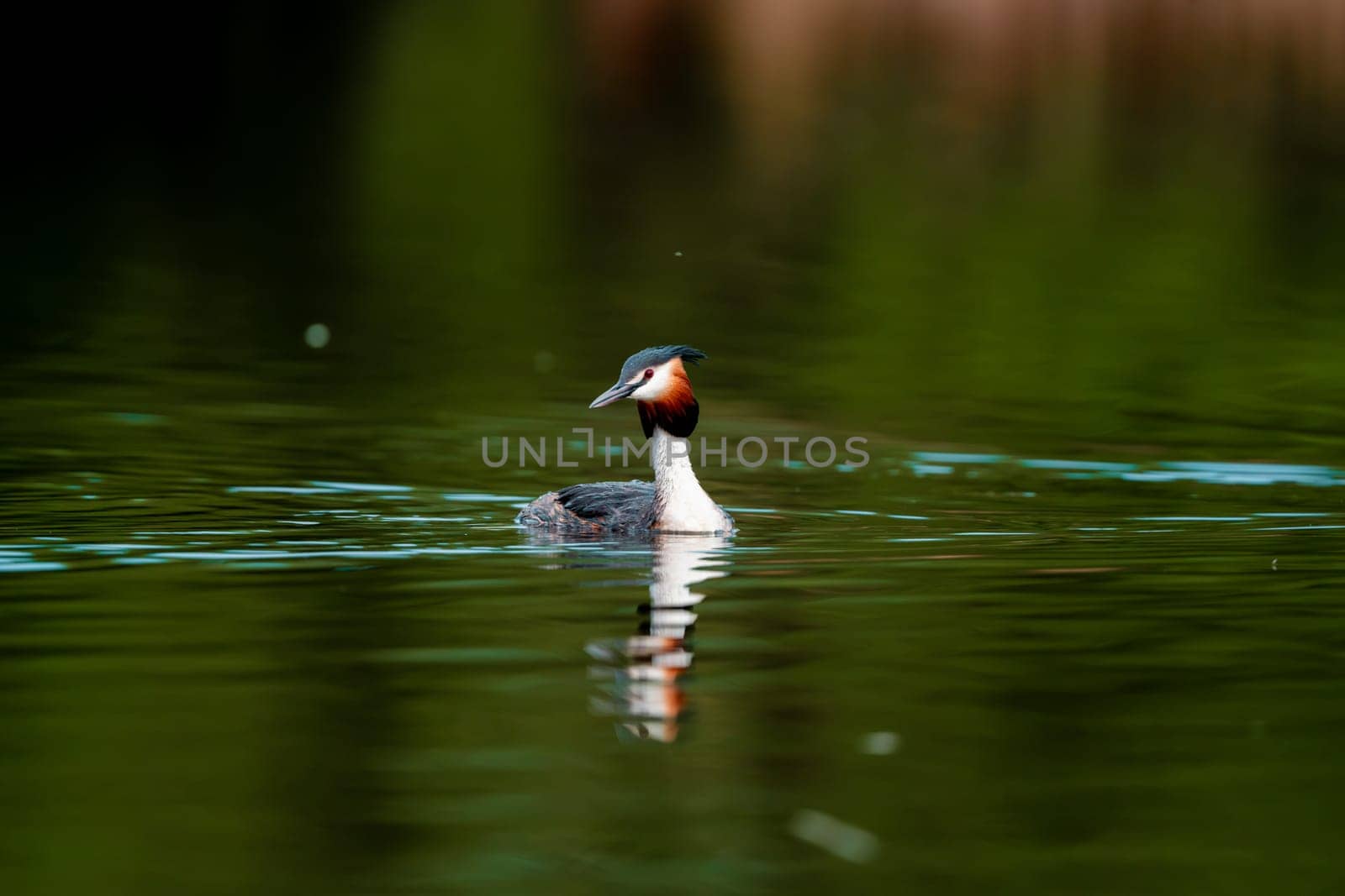 Great Crested Grebe Bird In A Forest Lake