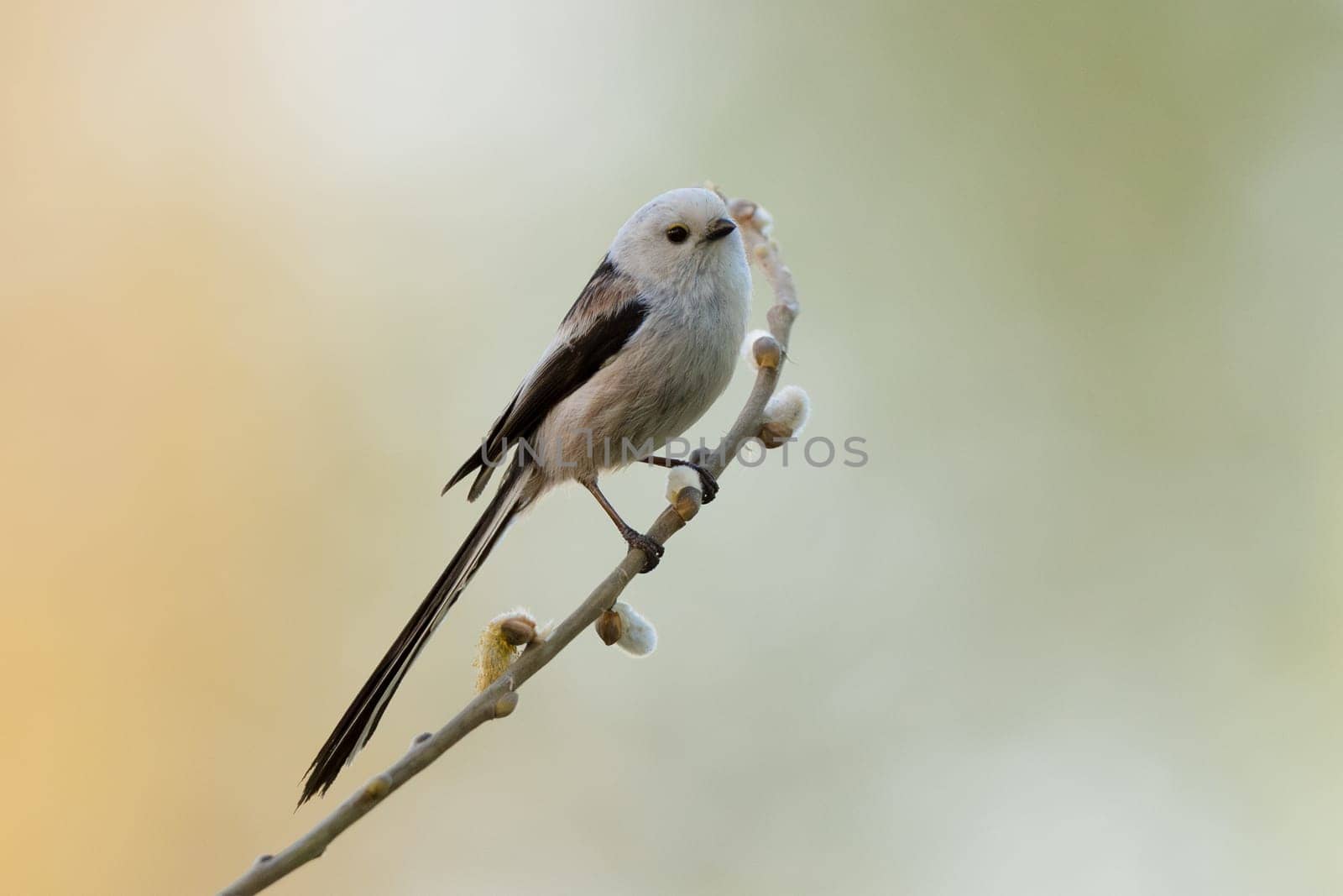 Long-Tailed Tit Sits On A Branch At Sunset