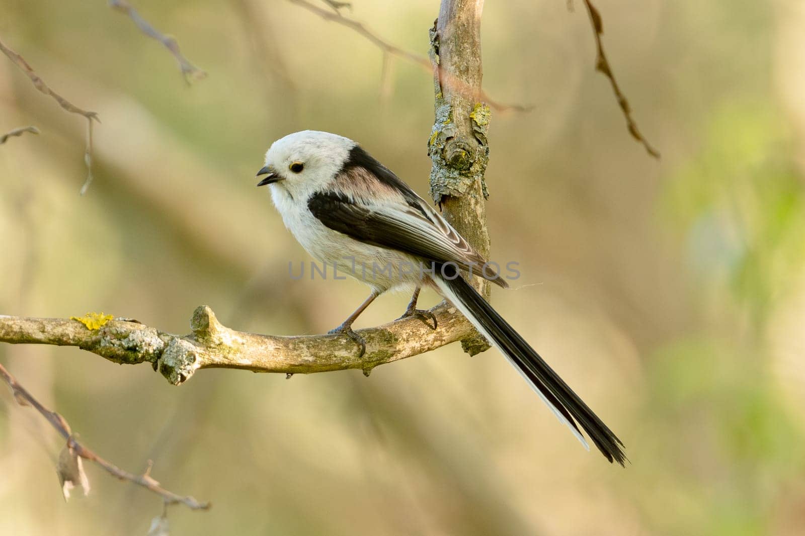 Long-Tailed Tit Sits On A Branch At Sunset