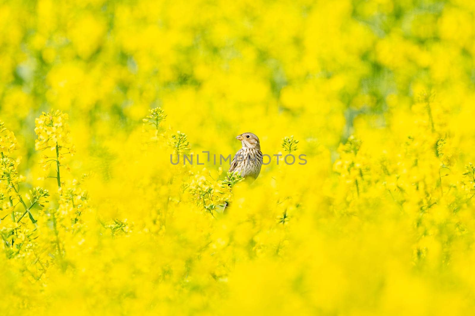 Corn Bunting In Yellow Rapeseed Field
