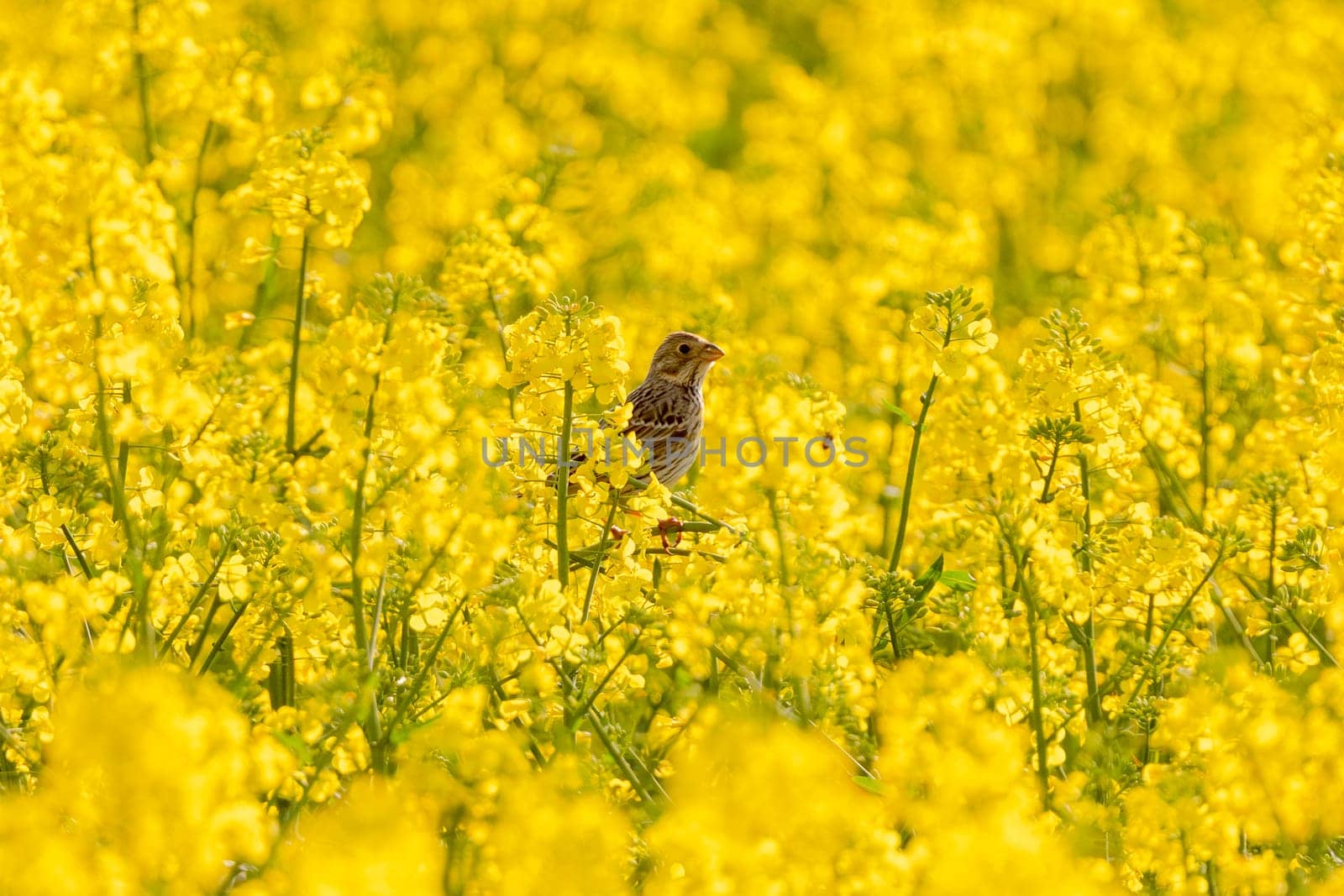 Corn Bunting In Yellow Rapeseed Field