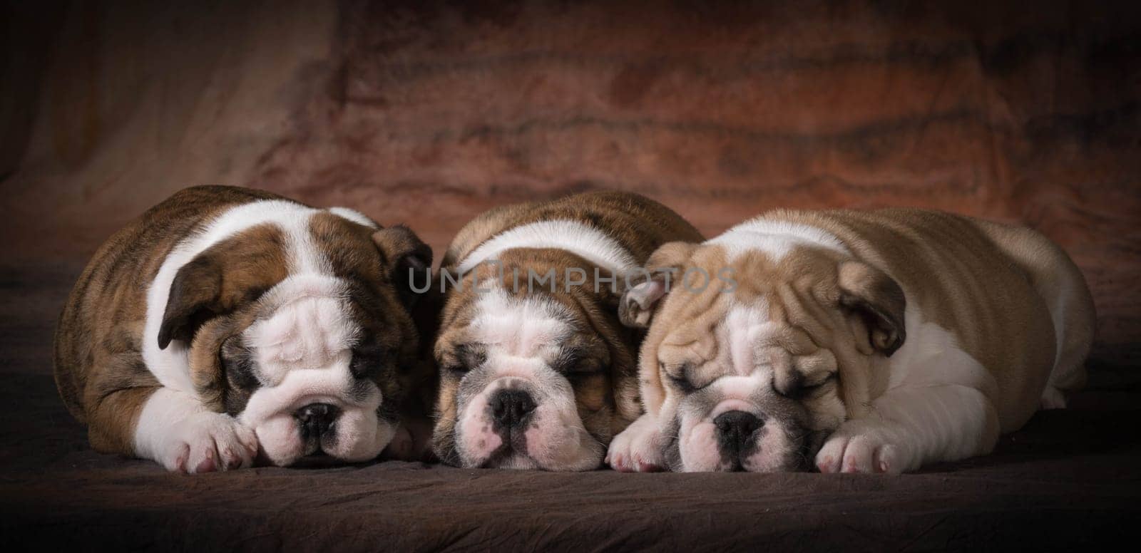 cute english bulldog puppies sleeping - 7 weeks old